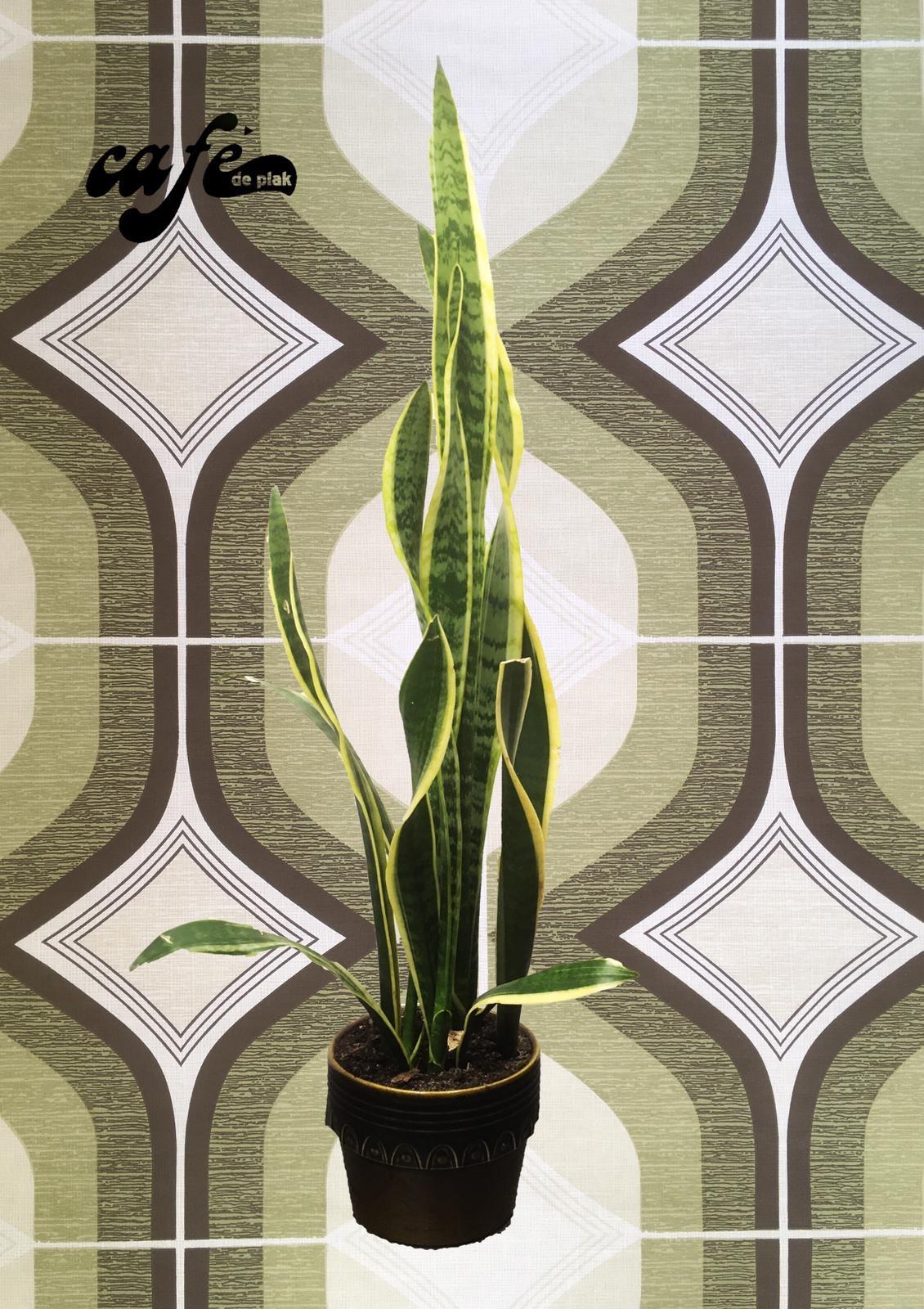 sanseveria de Plak